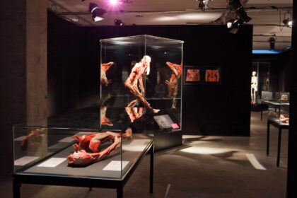 A Look Under the Skin: 'BODY WORLDS' Arrives in Brisbane to Unpack the Anatomy of Happiness body worlds header 1.12.1