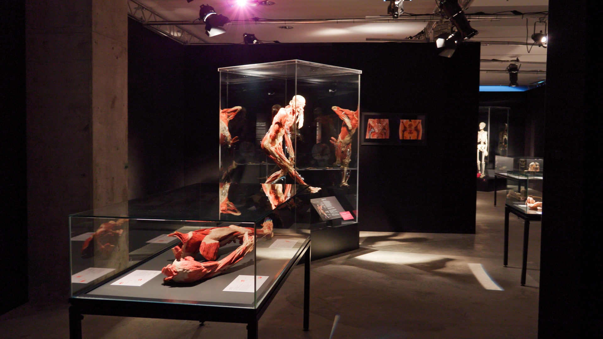 body worlds header 1.12.1